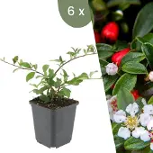 Frank GmbH | 6 Dwergmispel Planten | Cotoneaster dammeri 'Major'| Winterharde bodembedekker planten | tuinplanten | Winterharde vaste planten meerjarig | Winterharde tuinplanten