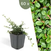 Plants by Frank | 60 Dwergmispel Planten | Cotoneaster praecox 'Streib's Findling' | Winterharde bodembedekker planten | tuinplanten | Winterharde vaste planten meerjarig | Winterharde tuinplanten