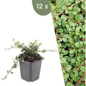Frank GmbH | 12 Dwergmispel Planten | Cotoneaster praecox 'Queen of Carpets' | Winterharde bodembedekker planten | tuinplanten | Winterharde vaste planten meerjarig | Winterharde tuinplanten