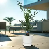 Green bubble Phoenix Canariensis - 80cm