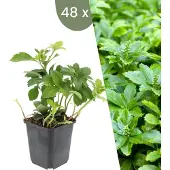Frank GmbH | 48 Dikkemanskruid planten | Pachysandra terminalis 'Green Carpet' | Winterharde bodembedekker planten | tuinplanten | Winterharde vaste planten meerjarig | Winterharde tuinplanten