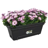 Elho Green Basics Balkonbak Xl Allin1 55 - Plantenbak voor Balkon Buiten - Ø 54.5 x H 22.5 cm - Living black