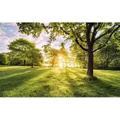 Overig Fotobehang Golden Moment - Groen - 2,50m X 400cm