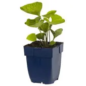 Griffioen - Brunnera macrophylla