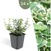 Plants by Frank | 24 Bonte Kardinaalsmuts Planten | Euonymus 'Emerald 'n Gaity' | Winterharde bodembedekker planten | tuinplanten | Winterharde vaste planten meerjarig | Winterharde tuinplanten