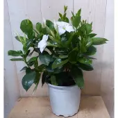 Warentuin Collection Dipladenia Mandevilla Sundaville wit h30 cm