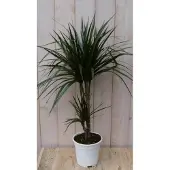 Warentuin Collection Drakenbloedboom Dracaena Fragrans Marginata Green/Groen H60-80 cm potmaat 19 cm 2 stammen kamerplant