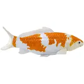 MOJO Sealife Koi Karper - Ochiba Shigure Koi - 381104