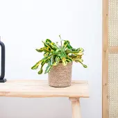 Green bubble Croton Codiaeum variegatum 'Mammi' - 30cm