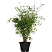 Hello Plants Fargesia Rufa - Ø 23 cm - Hoogte: 80 cm - Bamboe Plant