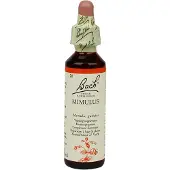Bach Mimulus/maskerbloem