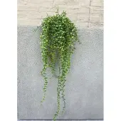 LeopoldFlora Callisia Repens Kunsthangplant - 70 cm - Groen