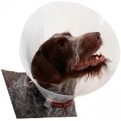 Buster Transparent Classic Collar