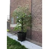 Barrelatelier Houten Portvat Kuip 1/2 500l. (authentiek) / Olijfboom Fruitboom Palmboom / Vijver / Eikenhouten Plantenkuip / Groot XXL