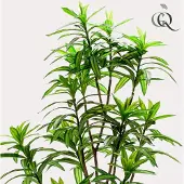 Everspring Kunstplant - Dracaena - Drakenboom - 130 cm