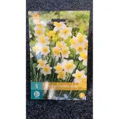 Jub holland Narcissus Golden Echo
