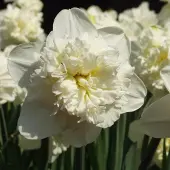 QFB Gardening Narcis Ice King | 10 stuks | Dubbel | Geel | Narcissenbollen