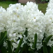 QFB Gardening Hyacint Carnegie | Wit | Hyacintenbollen | Geschikt voor Pot