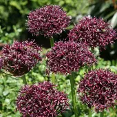 QFB Gardening Allium atropurpureum | 3 stuks | Rood | Paars | Sierui Bollen