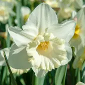 QFB Gardening Narcis Mount Hood | 30 stuks | Trumpet | Wit | Narcissenbollen