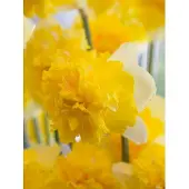 QFB Gardening Narcis Full House | 10 stuks | Geel | Wit | Narcissenbollen