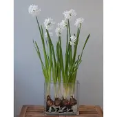 QFB Gardening Narcis Ziva | 10 stuks | Tazetta | Wit | Narcissenbollen | Kamerplant