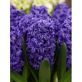 QFB Gardening Hyacint Royal Navy | Blauw | Hyacintenbollen | verwilderend