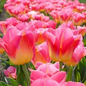 QFB Gardening Tulp Tom Pouce | 10 stuks | Geel | Roze | Tulpenbollen