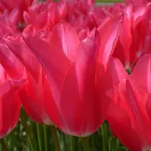 QFB Gardening Tulp Mariette | 10 stuks | Leliebloemig | Roze | Tulpenbollen