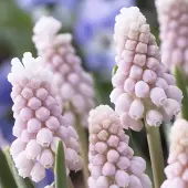 QFB Gardening Blauw druifje Pink Sunrise | 75 stuks | Roze | Muscari bollen