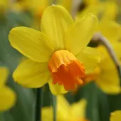 QFB Gardening Narcis Jetfire | 10 stuks | Geel | Oranje | Narcissenbollen