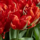 QFB Gardening Tulp Love Valley | 10 stuks | Dubbel vroeg | Groen | Rood