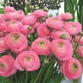 QFB Gardening Ranunculus Aviv roze | 10 stuks | Roze | Snijbloem | bijen bloem