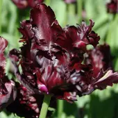 QFB Gardening Tulp Black Parrot | 10 stuks | Parkiet | Zwart | Tulpenbollen