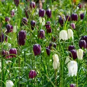QFB Gardening Fritillaria meleagris gemengd | 150 stuks | Wit | Paars