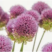 QFB Gardening Allium sphaerocephalon | 25 stuks | Paars | Sierui Bollen