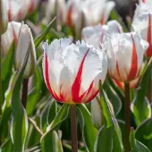 QFB Gardening Tulp Salsa | 10 stuks | Gefranjerd | Geel | Rood | Wit