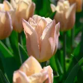 QFB Gardening Tulp Apricot Copex | 10 stuks | Roze | Tulpenbollen