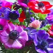 QFB Gardening Anemone De Caen | 25 stuks | Meerkleurig | verwilderend