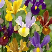 QFB Gardening Iris Hollandica mix | 25 stuks | Meerkleurig | Irisbollen