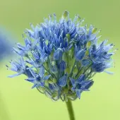 QFB Gardening Allium Caeruleum | 25 stuks | Blauw | Sierui Bollen