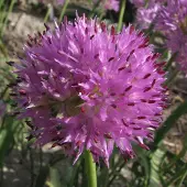 QFB Gardening Allium Rosy Dream | 10 stuks | Lila | Sierui Bollen