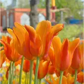 QFB Gardening Tulp Ballerina | 10 stuks | Leliebloemig | Oranje | Tulpenbollen