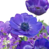 QFB Gardening Anemone Mr. Fokker | 25 stuks | Blauw | verwilderend