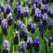 QFB Gardening Blauw druifje latifolium | 25 stuks | Blauw | Muscari bollen