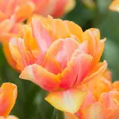 QFB Gardening Tulp Foxy Foxtrot | Dubbel vroeg | Geel | Tulpenbollen