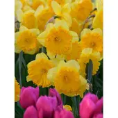 QFB Gardening Narcis Ferris Wheel | 10 stuks | Geel | Oranje | Narcissenbollen