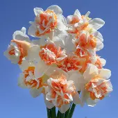 QFB Gardening Narcis Extravaganza | 10 stuks | Dubbel | Wit | Narcissenbollen