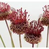 QFB Gardening Allium Red Mohican | 3 stuks | Rood | Sierui Bollen