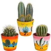 Everspring Cactus mix 8.5 cm in Mexicaanse pot | 3 stuks